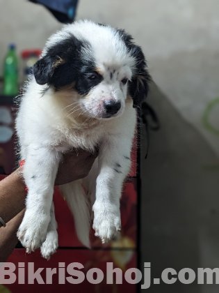 Samoyed breed for sell!